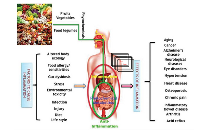 Of Beans & Cytokines